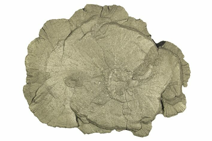 Pyrite Sun - Sparta, Illinois #315953